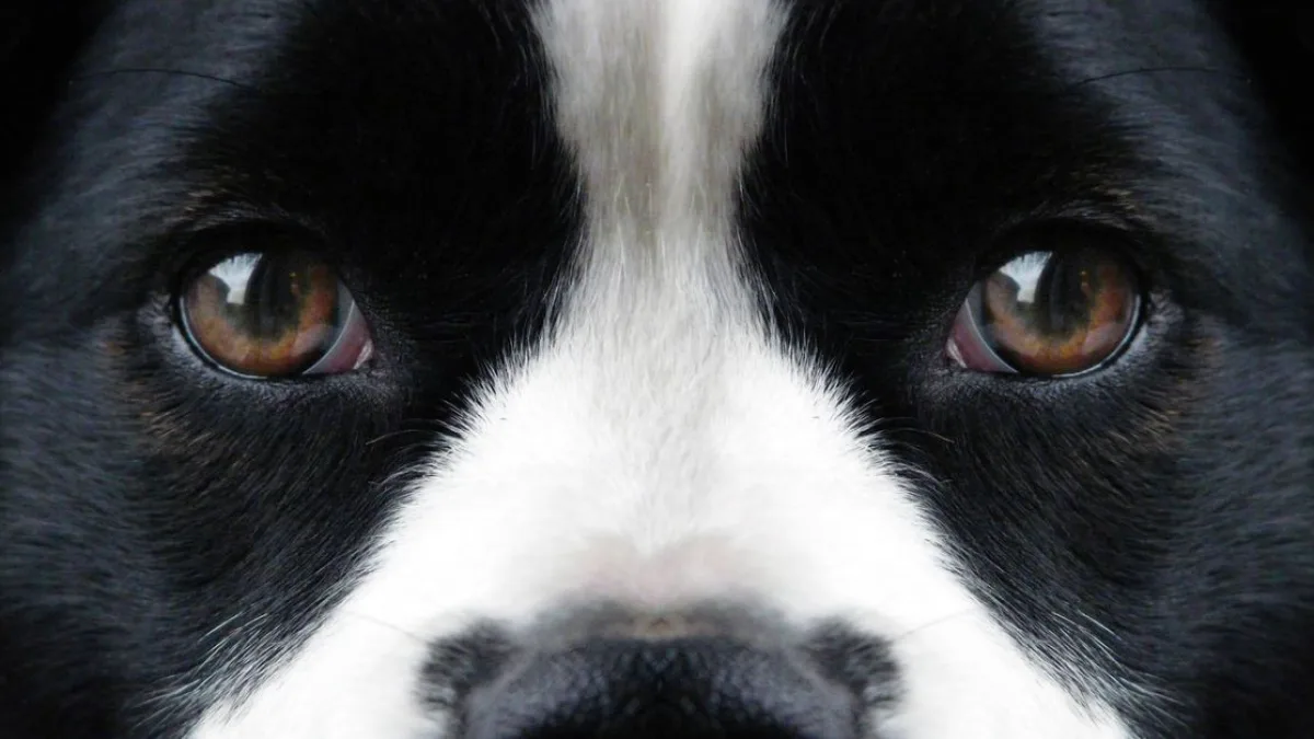 Köpeklerin Görme Yetisi: Renklerin Algısı ve Gerçekler